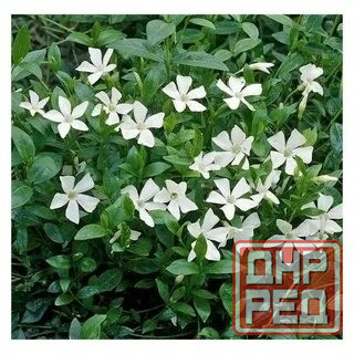 Барвинок белый Альба Донецк - изображение 1