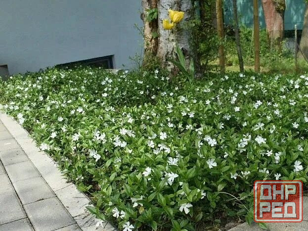 Барвинок белый Альба Донецк - изображение 2