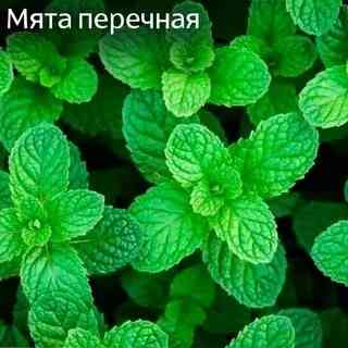 Мята лимонная,мохито, перечня,... Донецк