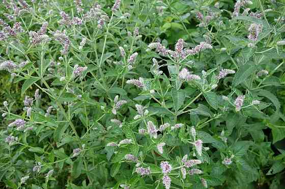 Мята лимонная,мохито, перечня,... Донецк