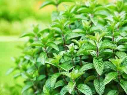 Мята лимонная,мохито, перечня,... Донецк