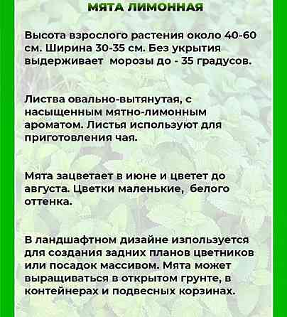 Мята лимонная,мохито, перечня,... Донецк