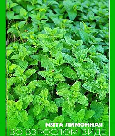 Мята лимонная,мохито, перечня,... Донецк