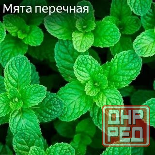 Мята лимонная,мохито, перечня,... Донецк - изображение 3