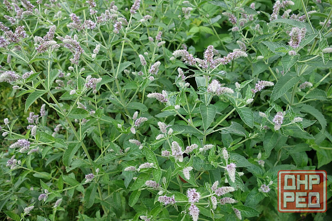 Мята лимонная,мохито, перечня,... Донецк - изображение 5