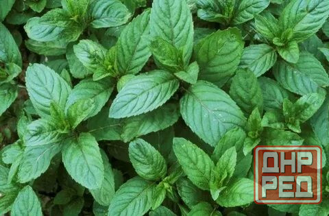 Мята лимонная,мохито, перечня,... Донецк - изображение 4