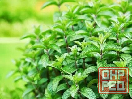Мята лимонная,мохито, перечня,... Донецк - изображение 6