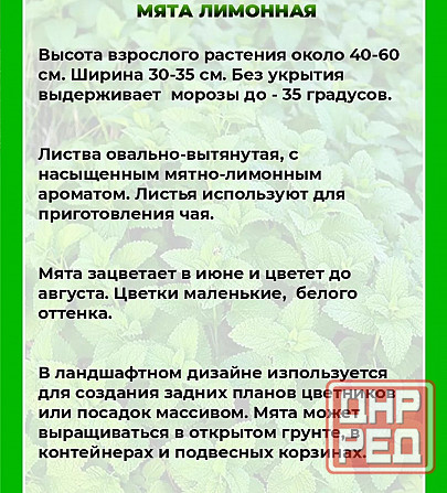 Мята лимонная,мохито, перечня,... Донецк - изображение 2