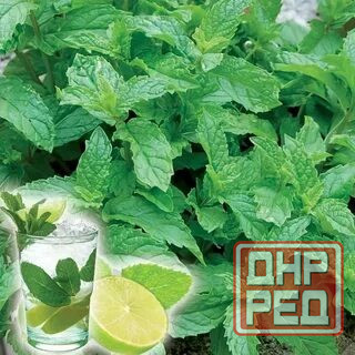 Мята лимонная,мохито, перечня,... Донецк - изображение 7