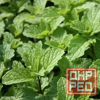 Мята лимонная,мохито, перечня,... Донецк - изображение 8