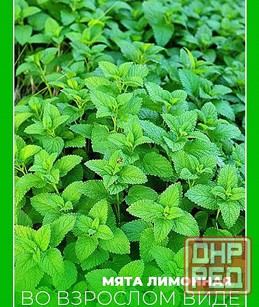 Мята лимонная,мохито, перечня,... Донецк - изображение 1