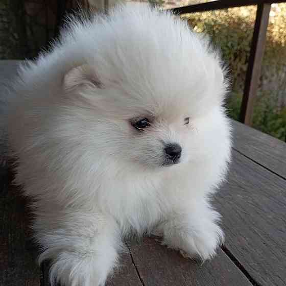 Шпиц щенок кобель Донецк