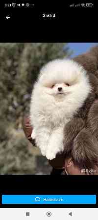 Шпиц щенок кобель Донецк