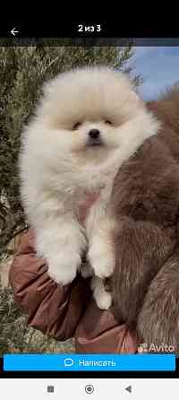 Шпиц щенок кобель Донецк