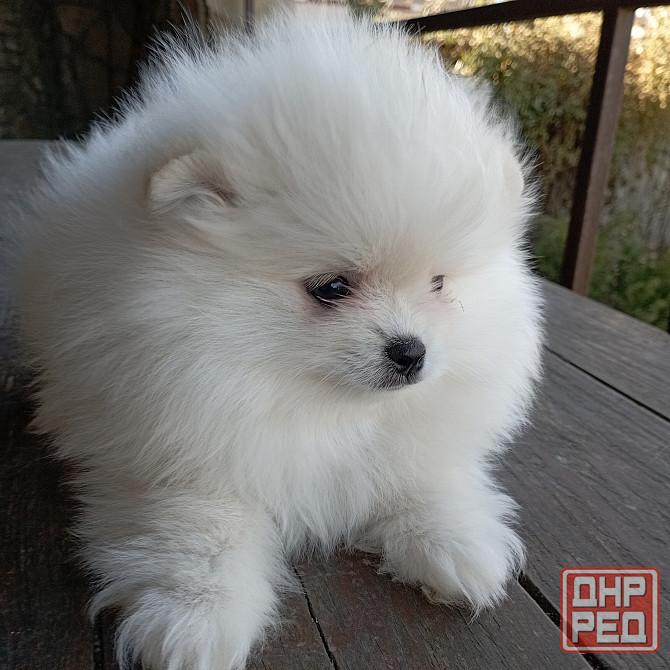 Шпиц щенок кобель Донецк - изображение 2