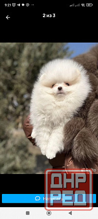 Шпиц щенок кобель Донецк - изображение 1