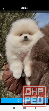 Шпиц щенок кобель Донецк - изображение 3