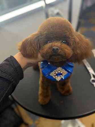 Щенок пудель кобель. Донецк