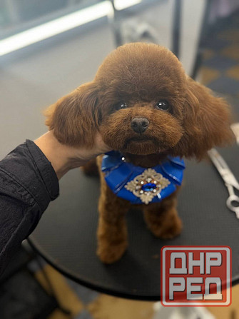 Щенок пудель кобель. Донецк - изображение 1