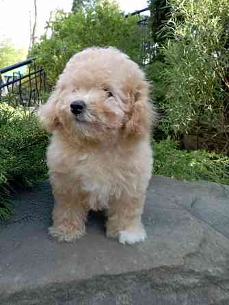 Щенки мальтипу. Донецк