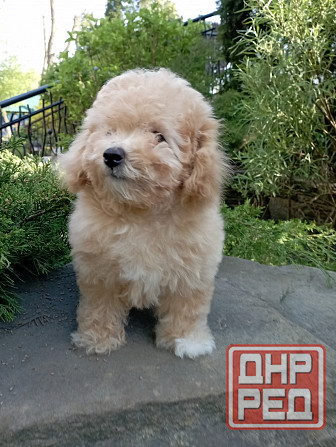 Щенки мальтипу. Донецк - изображение 1