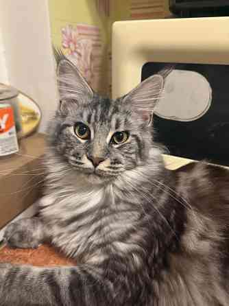 Предлагаю для вязки чистокровную кошку мейн-куна. Донецк