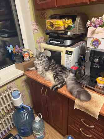 Предлагаю для вязки чистокровную кошку мейн-куна. Донецк