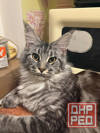 Предлагаю для вязки чистокровную кошку мейн-куна. Донецк - изображение 2