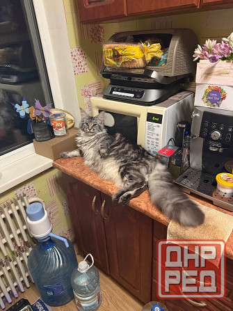 Предлагаю для вязки чистокровную кошку мейн-куна. Донецк - изображение 1