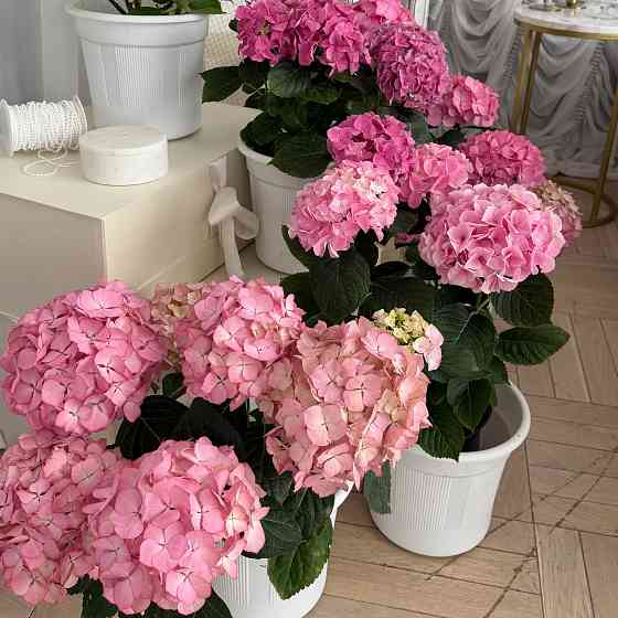 Цветущая гортензия в горшках Донецк