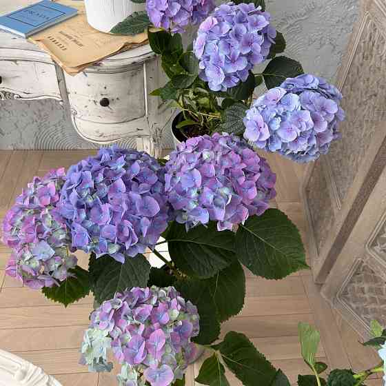 Цветущая гортензия в горшках Донецк