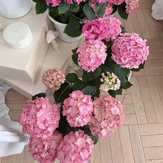 Цветущая гортензия в горшках Донецк