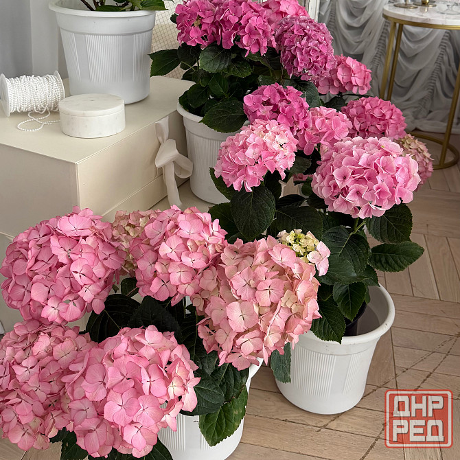 Цветущая гортензия в горшках Донецк - изображение 2
