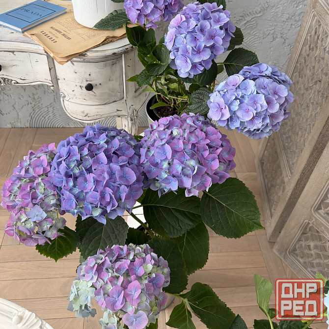Цветущая гортензия в горшках Донецк - изображение 1