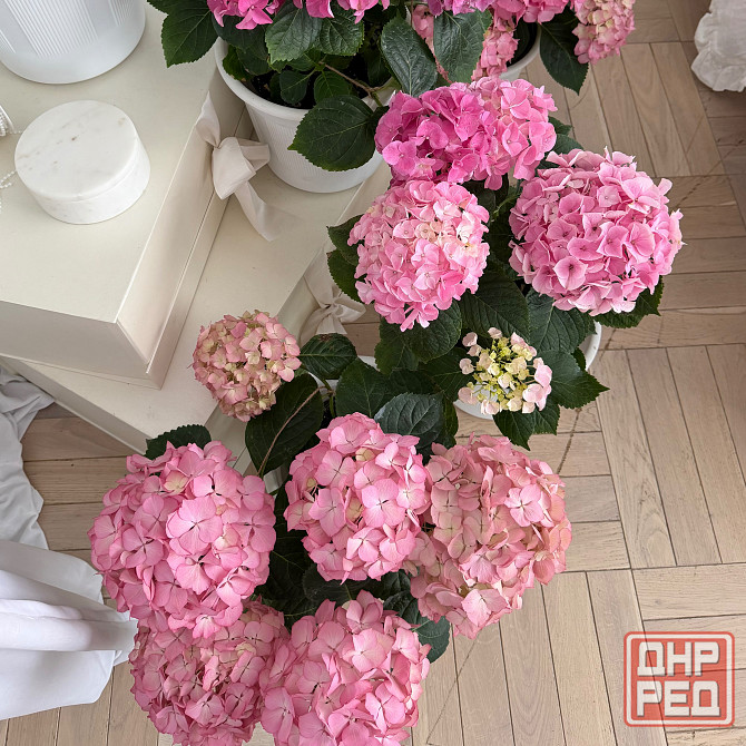 Цветущая гортензия в горшках Донецк - изображение 3