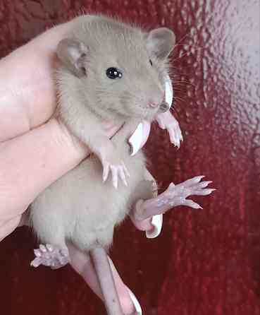 Дамбо коричневый Донецк