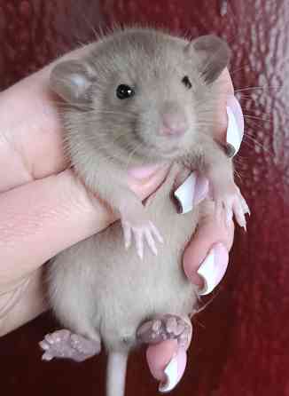 Дамбо коричневый Донецк