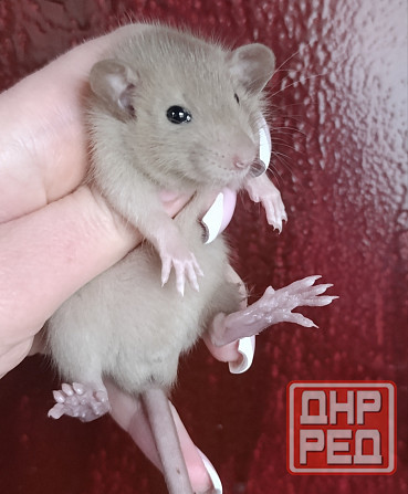 Дамбо коричневый Донецк - изображение 2