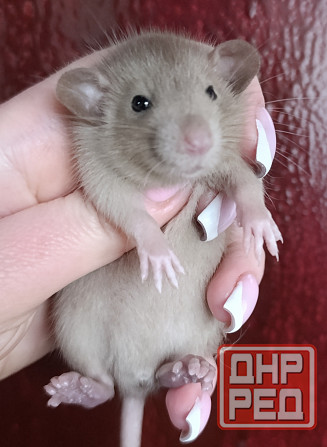 Дамбо коричневый Донецк - изображение 1