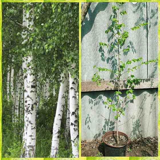 Береза Саженцы Донецк