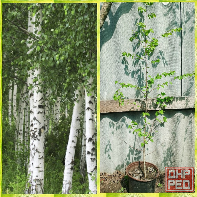 Береза Саженцы Донецк - изображение 1