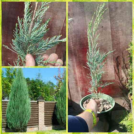 Можжевельник скальный Скайрокет (Skyrocket) Донецк