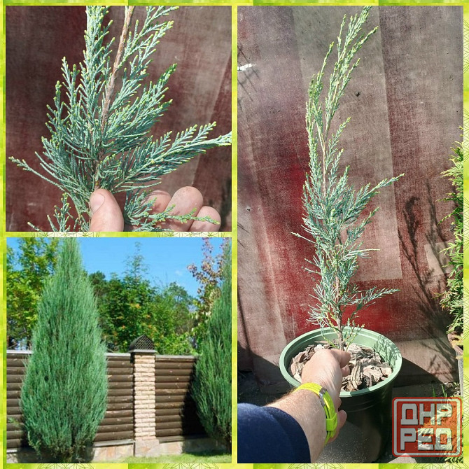 Можжевельник скальный Скайрокет (Skyrocket) Донецк - изображение 1