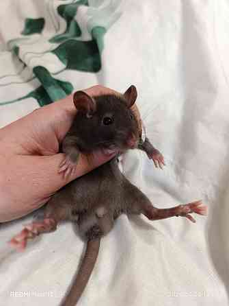 Мальчик крысенок стандарт Макеевка