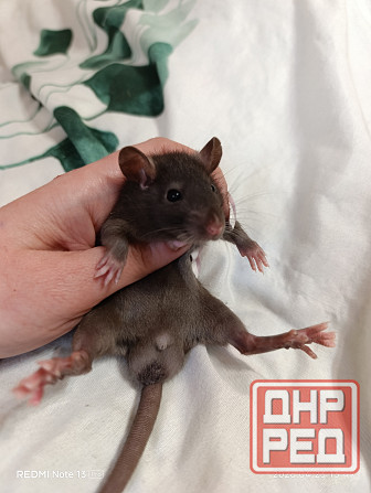 Мальчик крысенок стандарт Макеевка - изображение 1