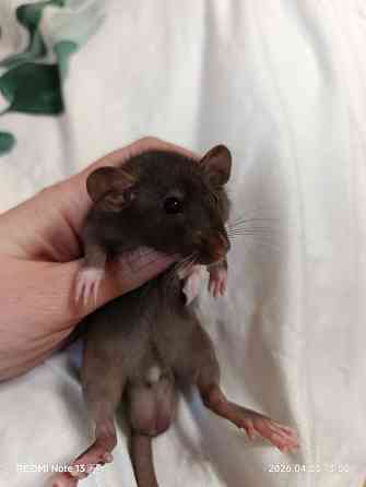 Мальчик Дамбо Макеевка