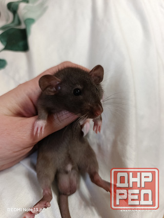 Мальчик Дамбо Макеевка - изображение 1