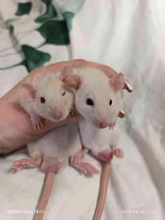 Мальчики и девочки Дамбо Макеевка