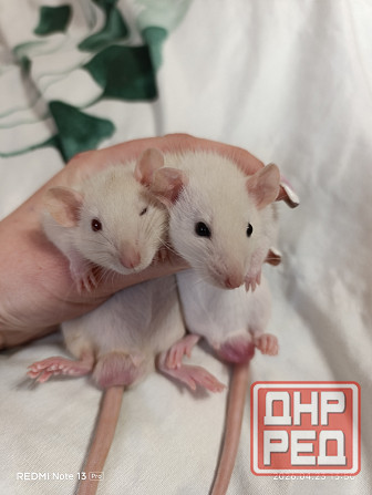 Мальчики и девочки Дамбо Макеевка - изображение 1