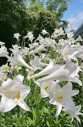 Белая лилия Донецк